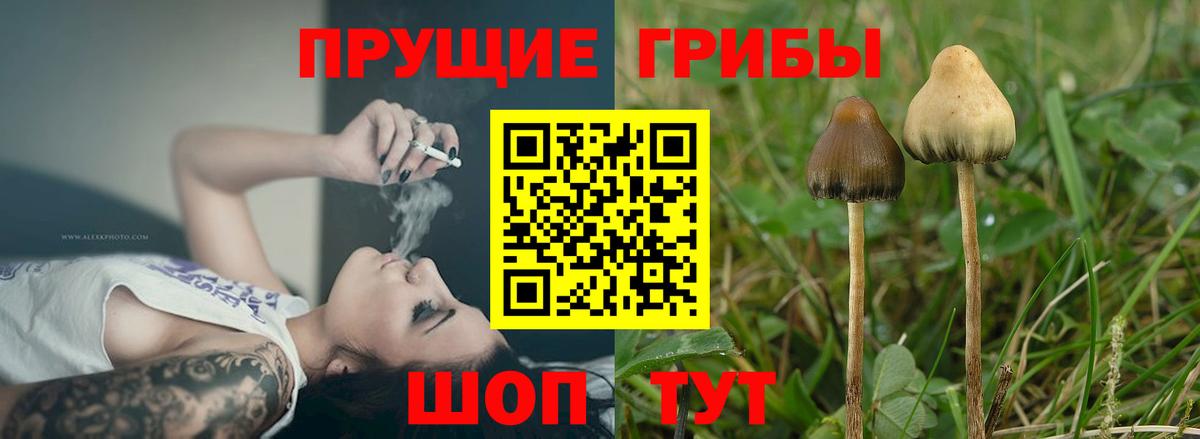Галлюциногенные грибы GOLDEN TEACHER Кызыл
